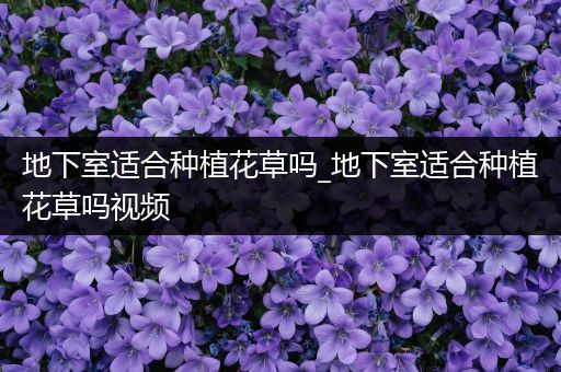 地下室适合种植花草吗_地下室适合种植花草吗视频