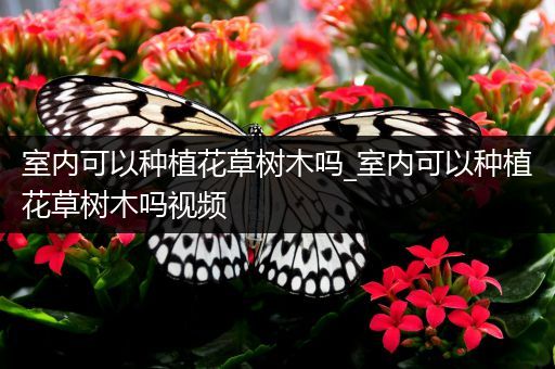 室内可以种植花草树木吗_室内可以种植花草树木吗视频