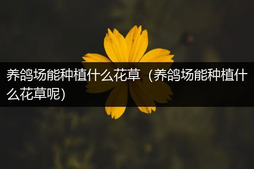 养鸽场能种植什么花草（养鸽场能种植什么花草呢）