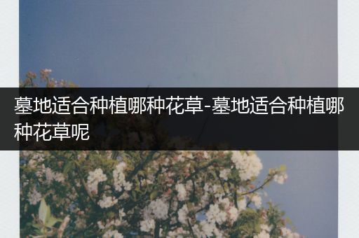 墓地适合种植哪种花草-墓地适合种植哪种花草呢